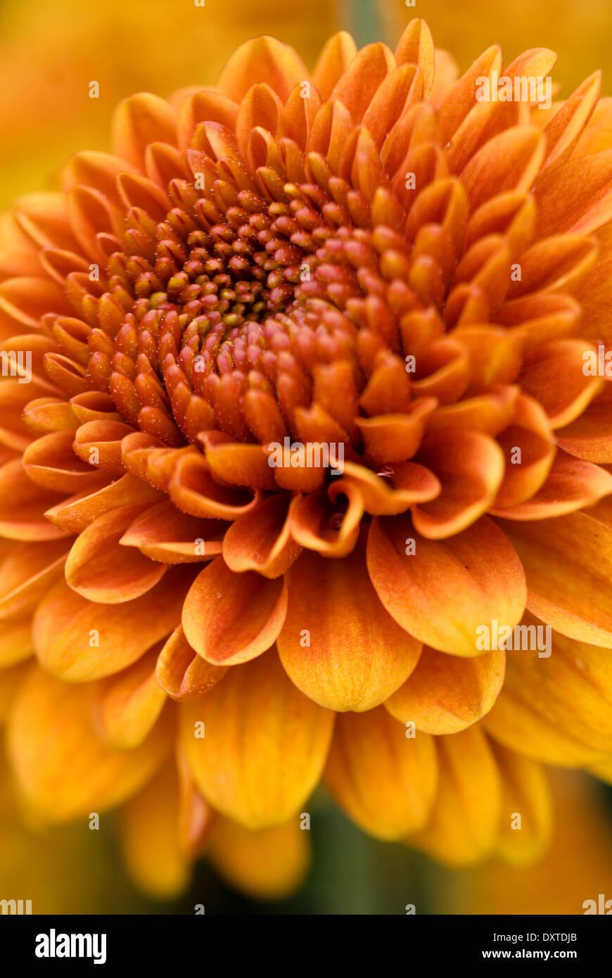 Close up di crisantemo 'Mancetta Pippin', crisantemo. Perenni, Settembre. Orange unico fiore. Foto Stock