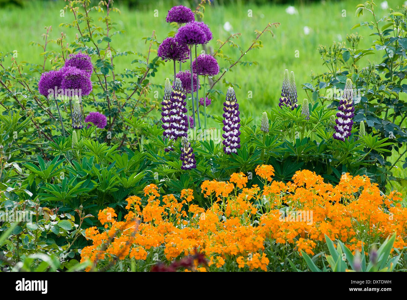 Allium hollandicum 'viola sensazione' nella primavera del confine. Maggio. Lampadine, piante perenni. Associazione di viola e fiori d'arancio. Foto Stock