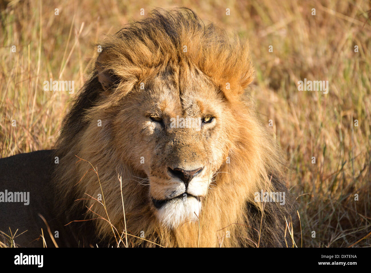 Lion nel masai Mara wildpark, Kenya, Africa Foto Stock