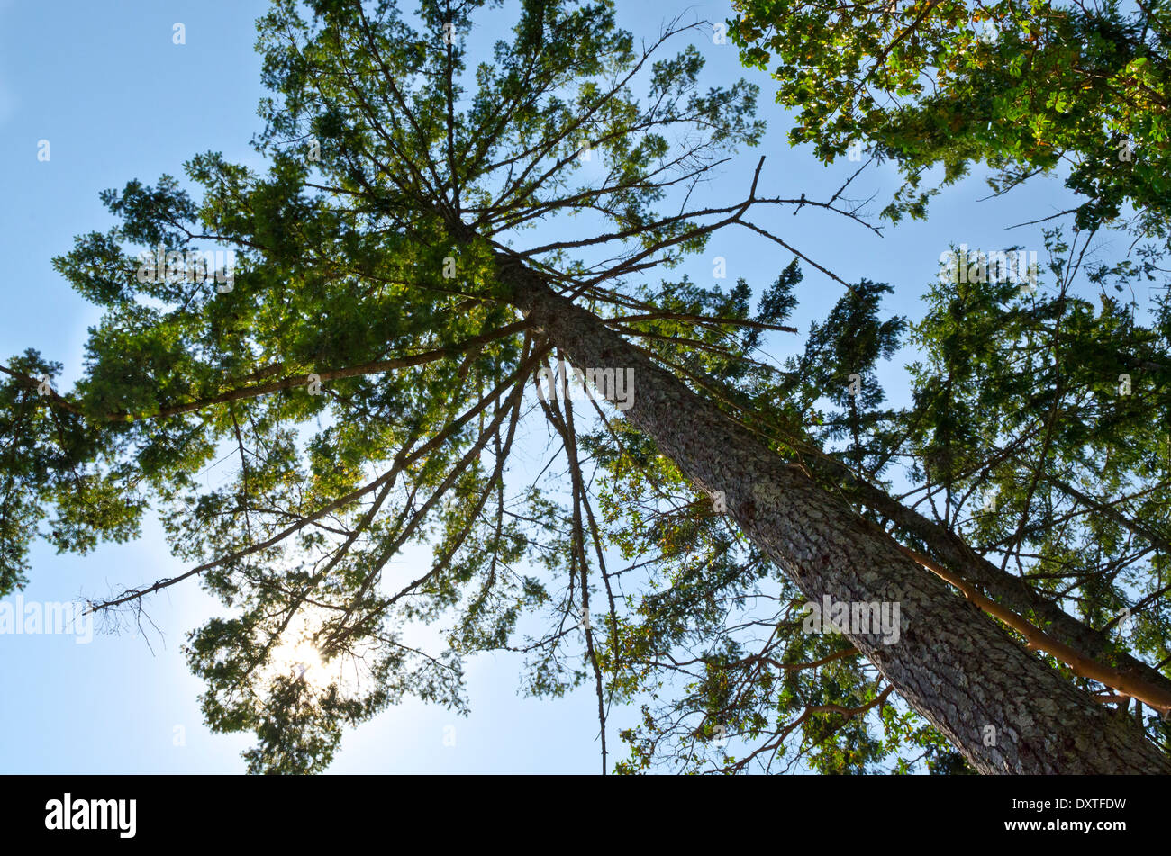 Cercando il tronco di un grande Douglas Fir Tree. Vista dal basso, guardando le filiali nel cielo retroilluminati da sun. Foto Stock