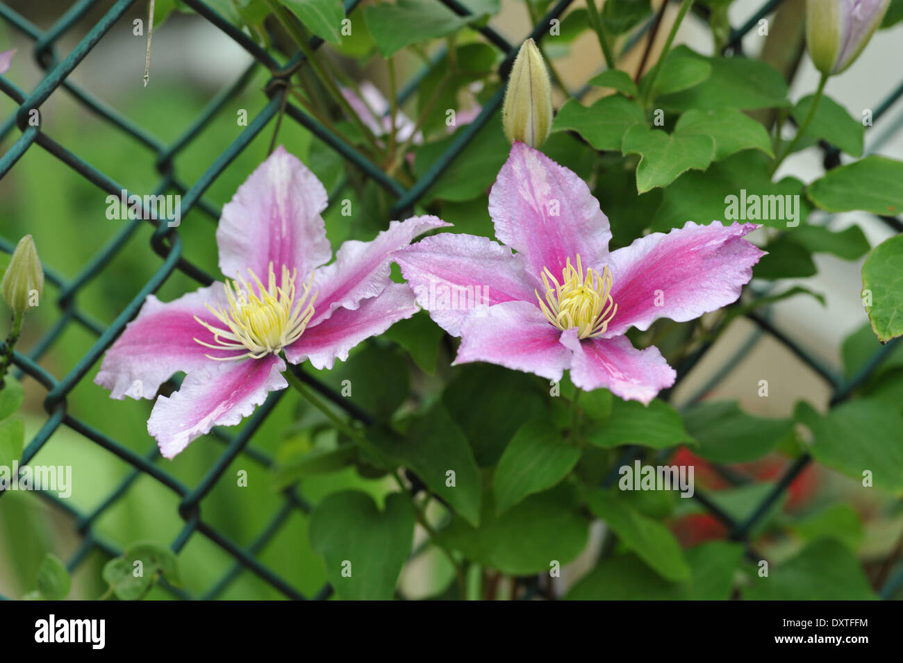 Clematide in fiore su una recinzione Foto Stock