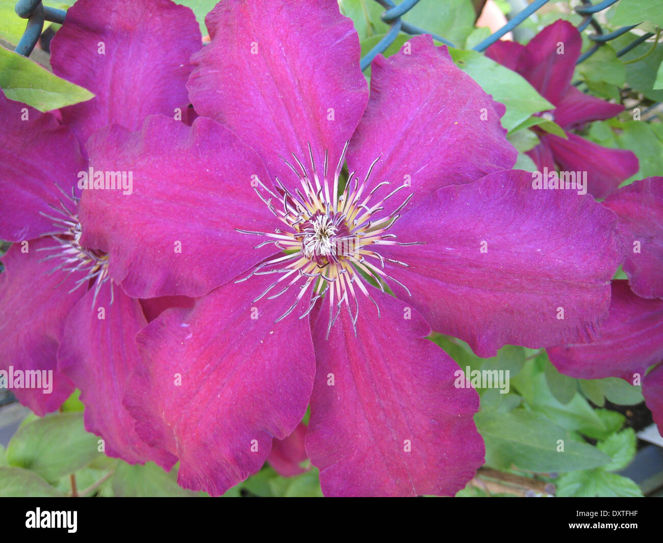 Blooming clematis (dettaglio) Foto Stock