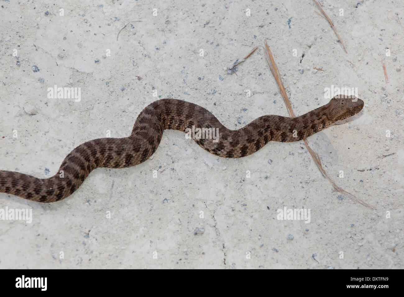 Blunt-Nosed Viper Macrovipera lebetina sulla sabbia, Cipro Foto Stock