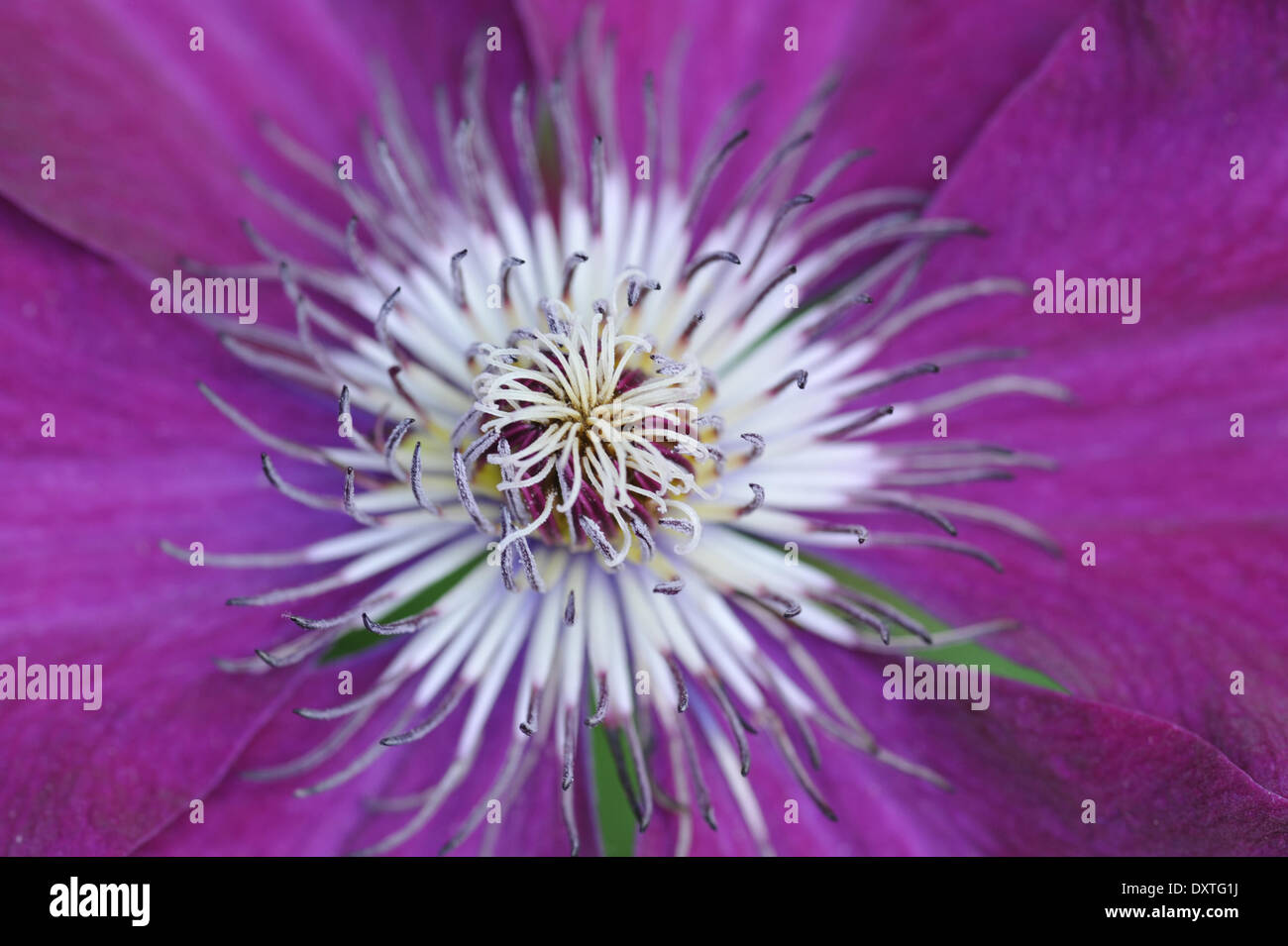 Clematis fiore (dettaglio) Foto Stock
