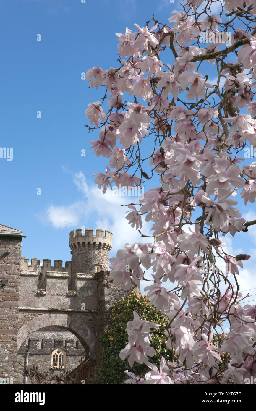 Magnolia sargentiana var robusta uno degli impianti a Caerhays Castle nel sud della Cornovaglia, i giardini hanno 450 piante di magnolia. Foto Stock Magnolia sargentiana var robusta uno degli impianti a Caerhays Castle nel sud della Cornovaglia, i giardini hanno 450 piante di magnolia. Foto Stock