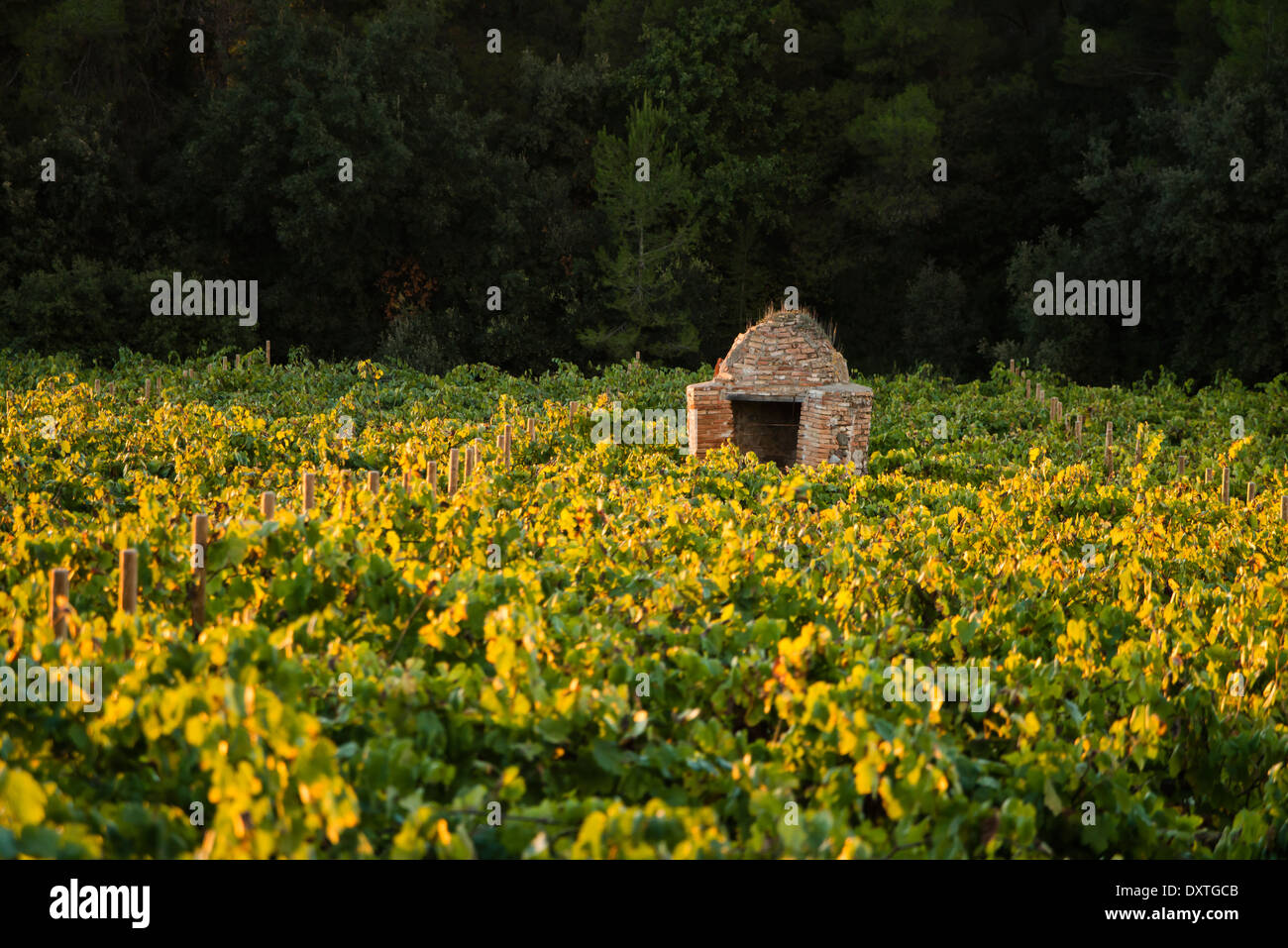 Bene in vigneto, Spagna Foto Stock