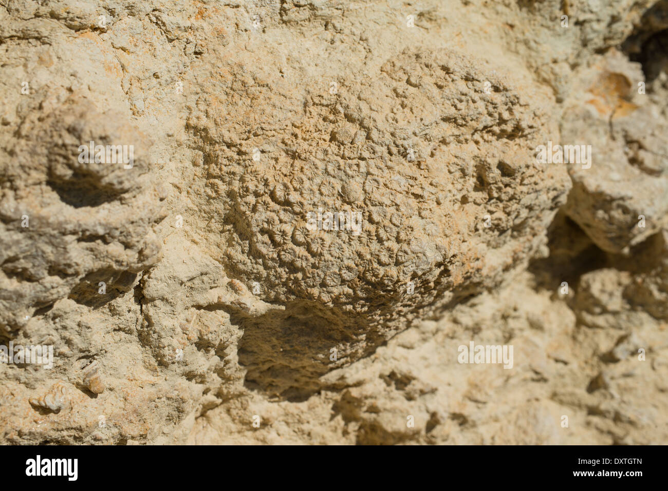 Faviidae colonie di corallo a fossili di barriera corallina in Sant Sadurní d'Anoia, Spagna Foto Stock