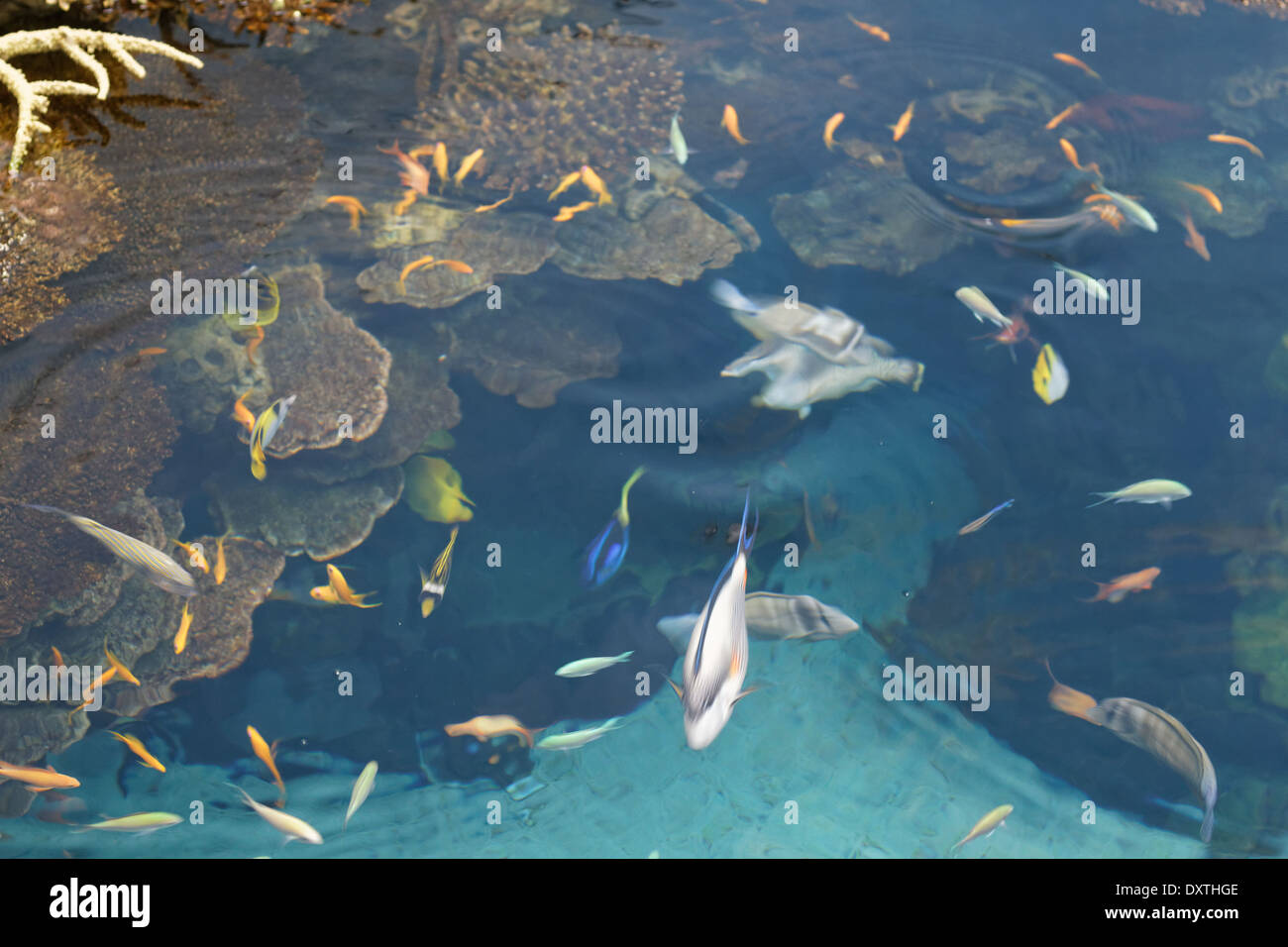 Corallo e pesce di corallo Foto Stock