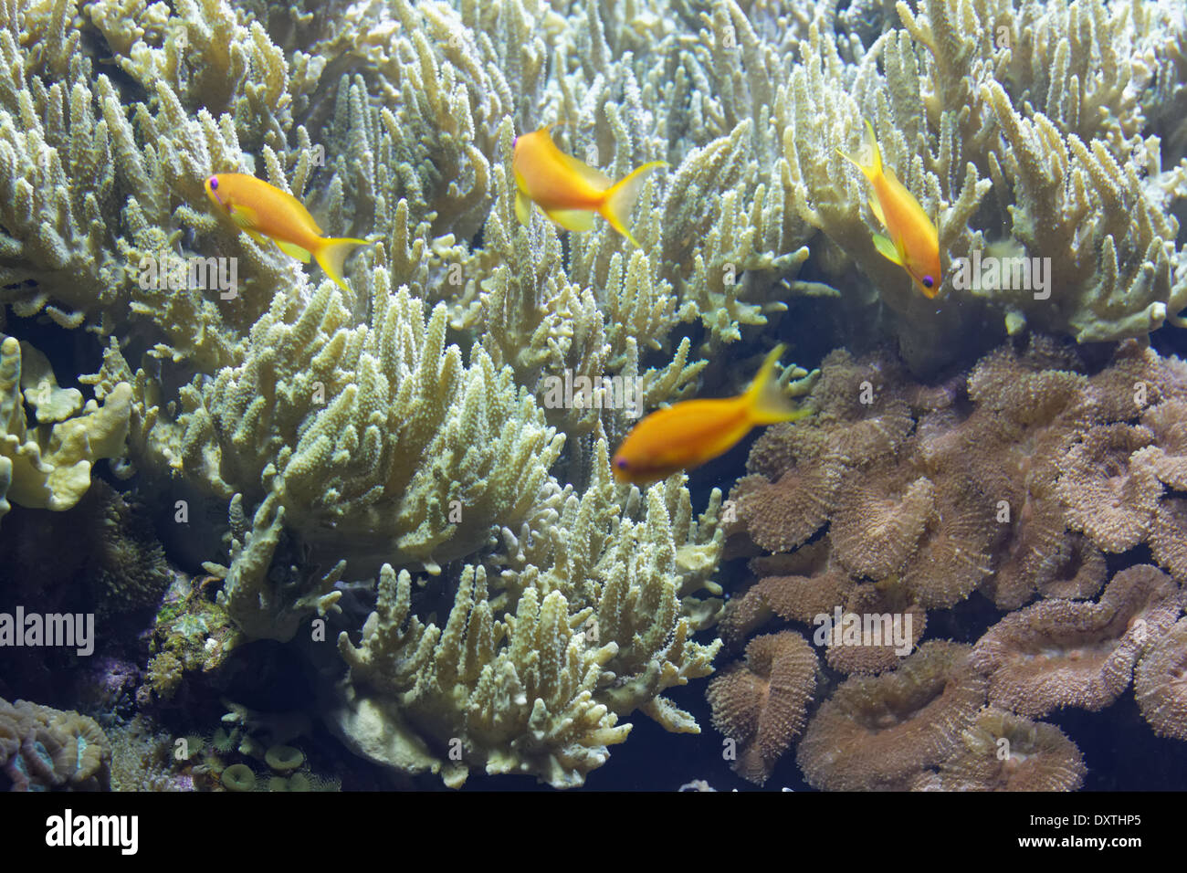 Corallo e pesce di corallo Foto Stock