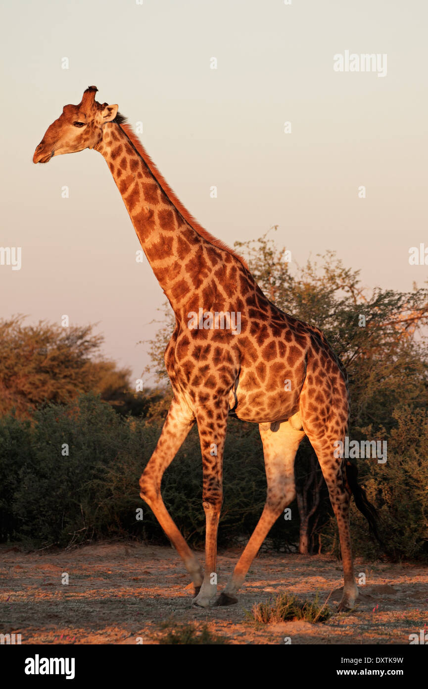 Una grande giraffa bull (Giraffa camelopardalis) nel tardo pomeriggio di luce, Sud Africa Foto Stock