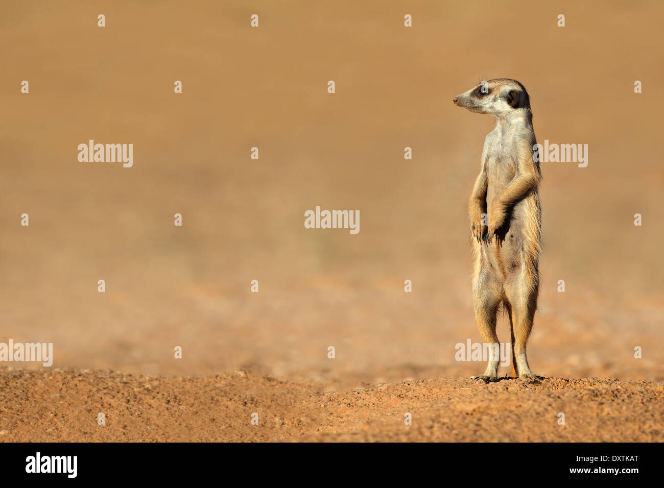 Avviso (meerkat Suricata suricatta) permanente sulla protezione, deserto Kalahari, Sud Africa Foto Stock