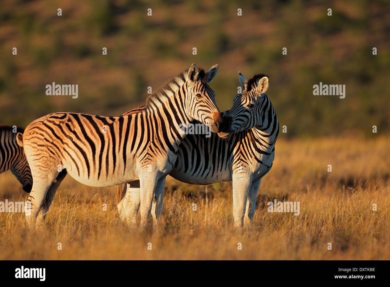 Pianure (Burchells) zebre (Equus burchelli) nella mattina presto luce, Sud Africa Foto Stock