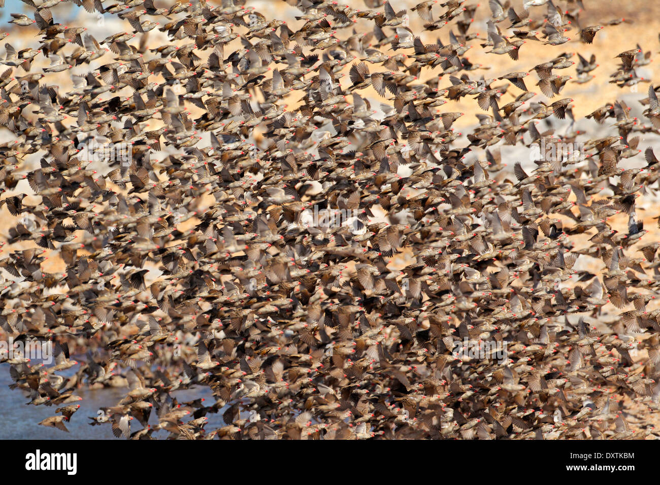 Gregge denso di colore rosso-fatturati Queleas (Quelea quelea), il Parco Nazionale di Etosha, Namibia Foto Stock