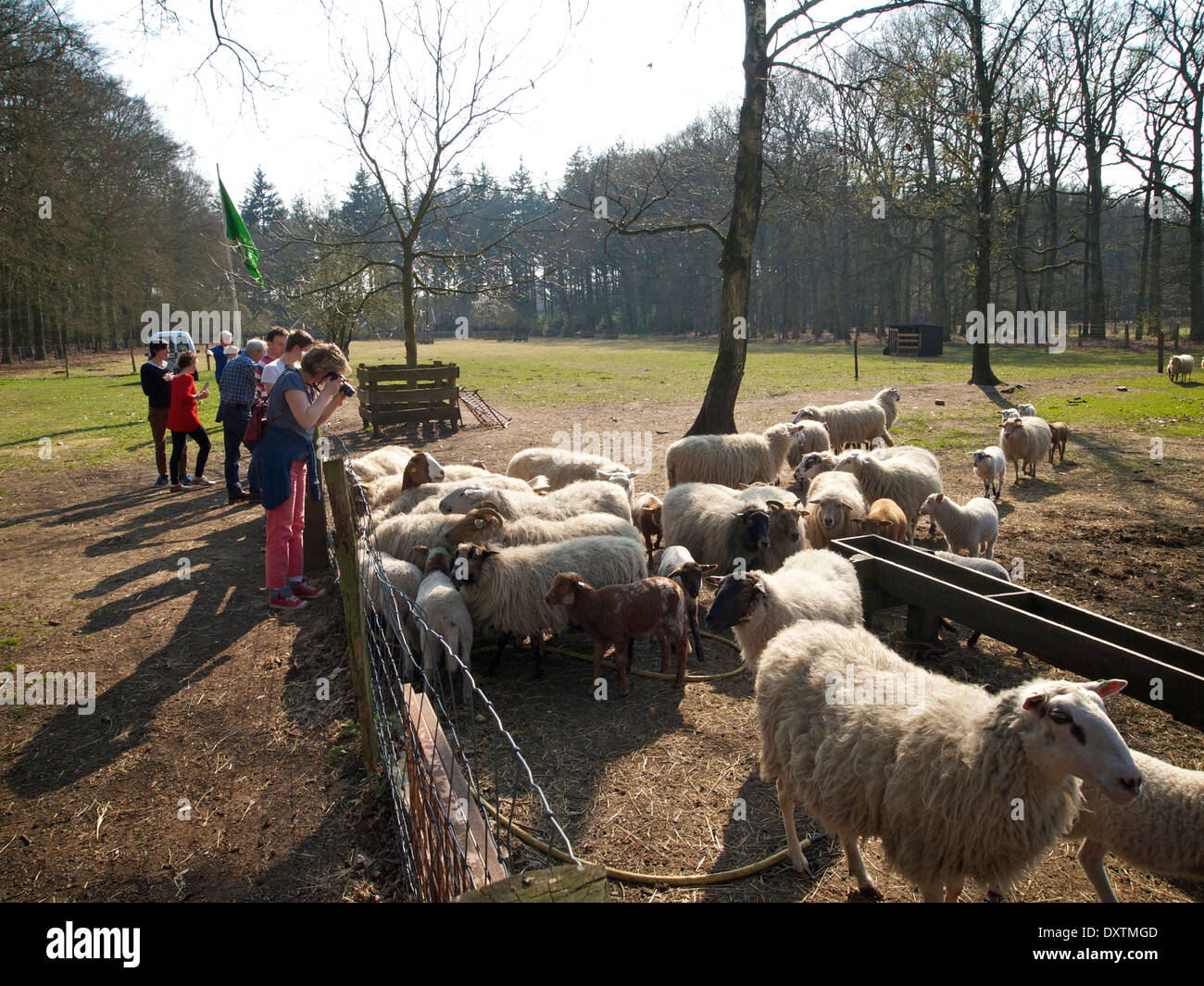 Allevamento di pecore con le persone che cercano e di scattare foto in Nijverdal, Overijssel, Paesi Bassi Foto Stock