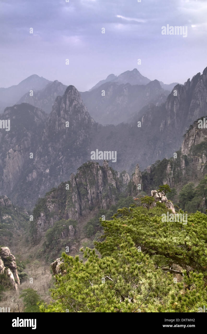 Pino di montagna su speroni rocciosi di Huangshan. Cina Anhui Provincia Foto Stock