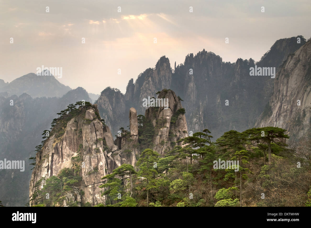 Pino di montagna su speroni rocciosi di Huangshan. Cina Anhui Provincia Foto Stock