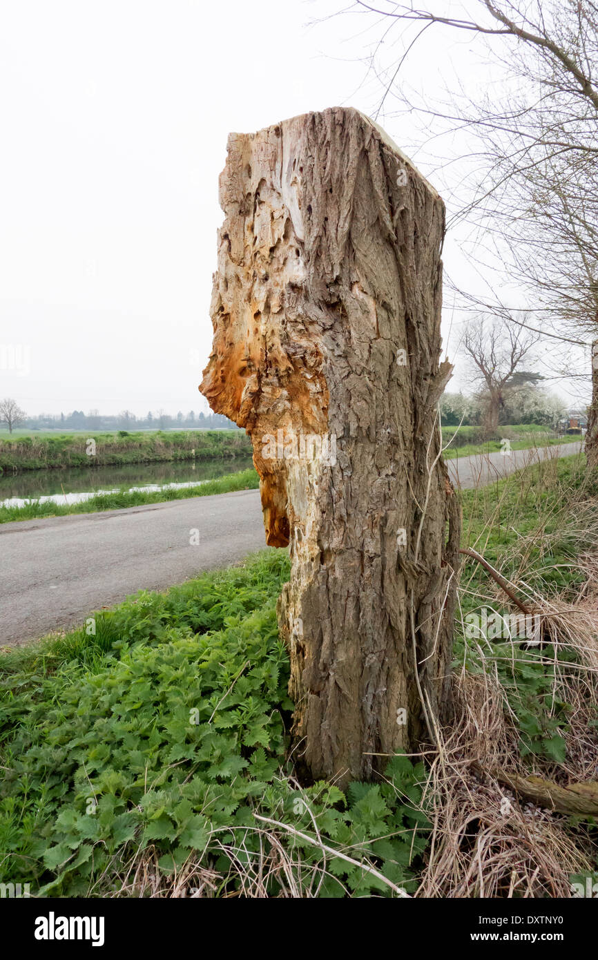 Worm marcio infestati tronco di albero dal fiume Cam Foto Stock