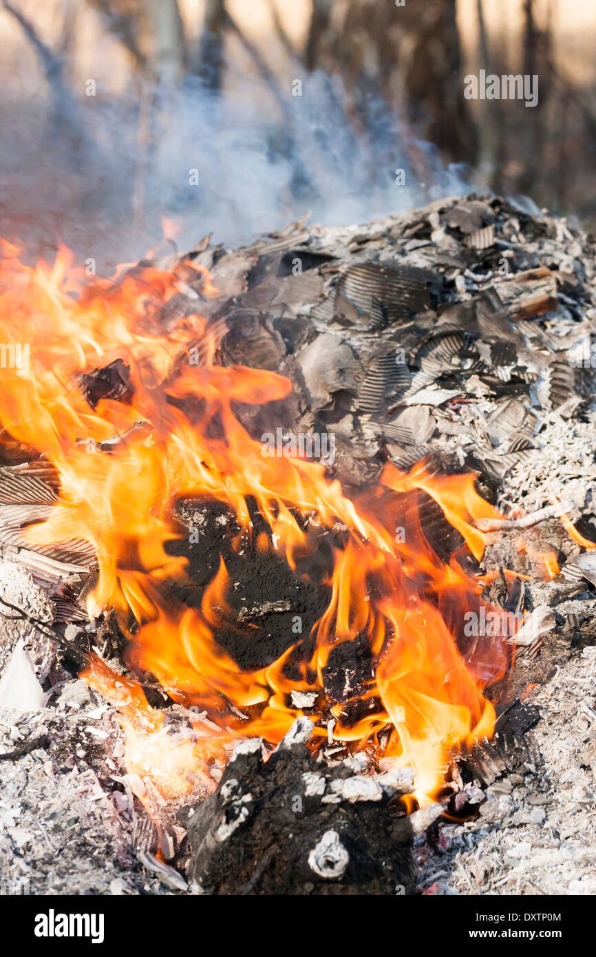 Fiamme di fuoco intorno a bruciare log ad albero Foto Stock