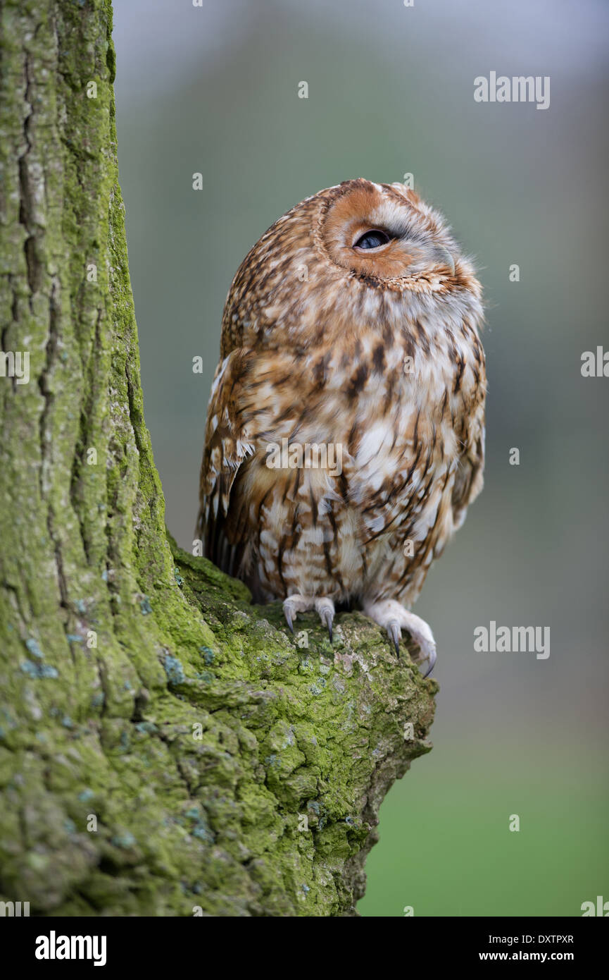 Allocco (Strix aluco) Foto Stock