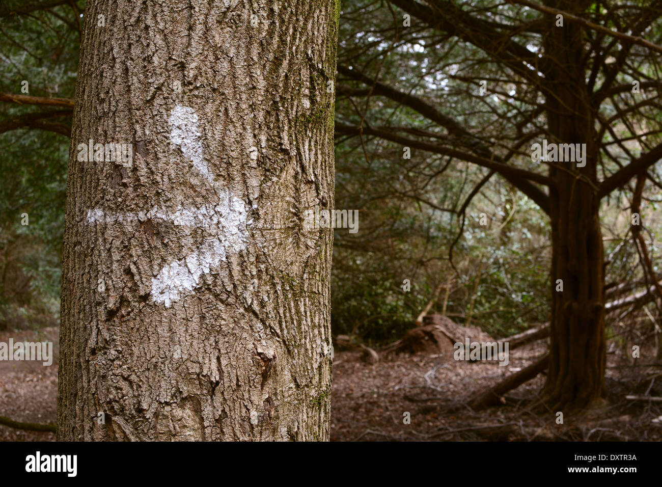 Freccia bianca dipinta su un tronco di albero nel bosco Foto Stock