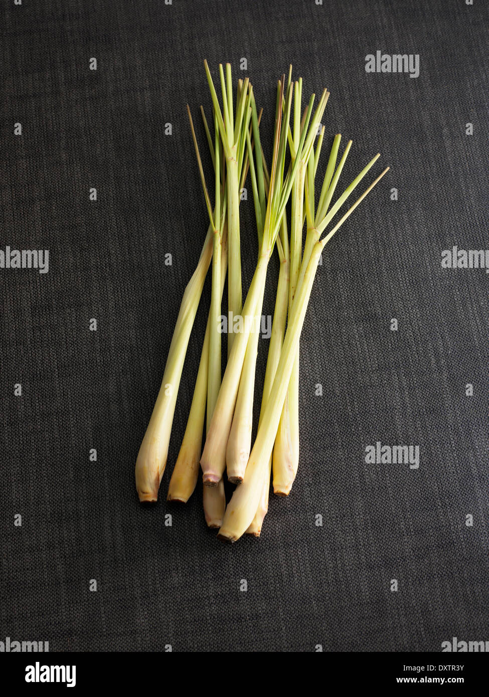 Alla citronella Foto Stock Alla citronella Foto Stock