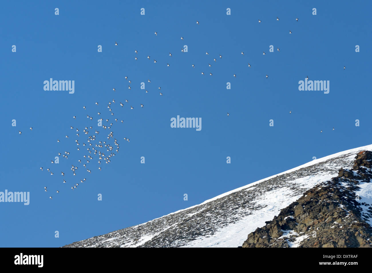 Gruppo di little auk volando sopra la montagna a Spitsbergen. Foto Stock