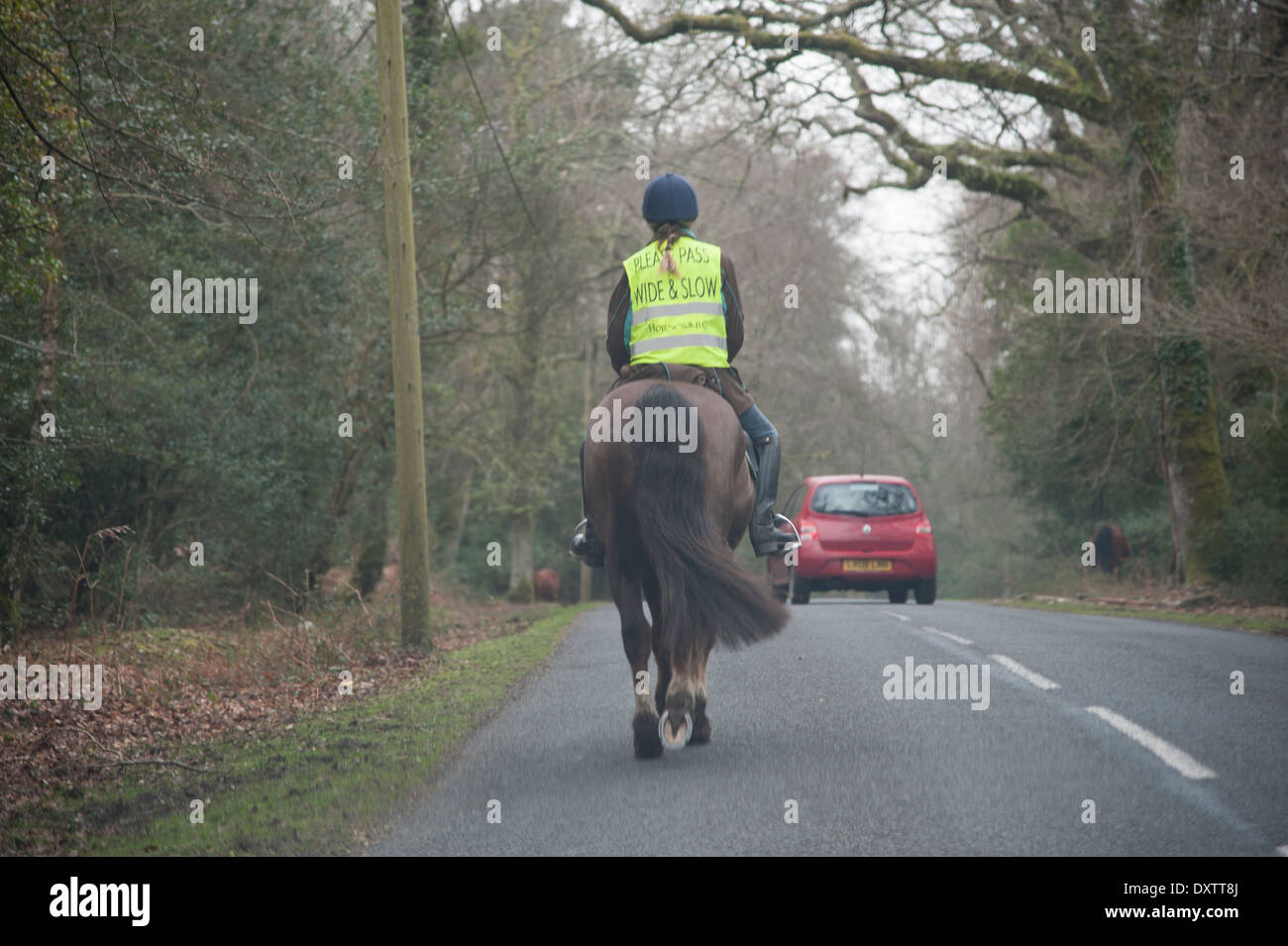 Cavaliere a cavallo su strada nella nuova foresta 2014 Foto Stock