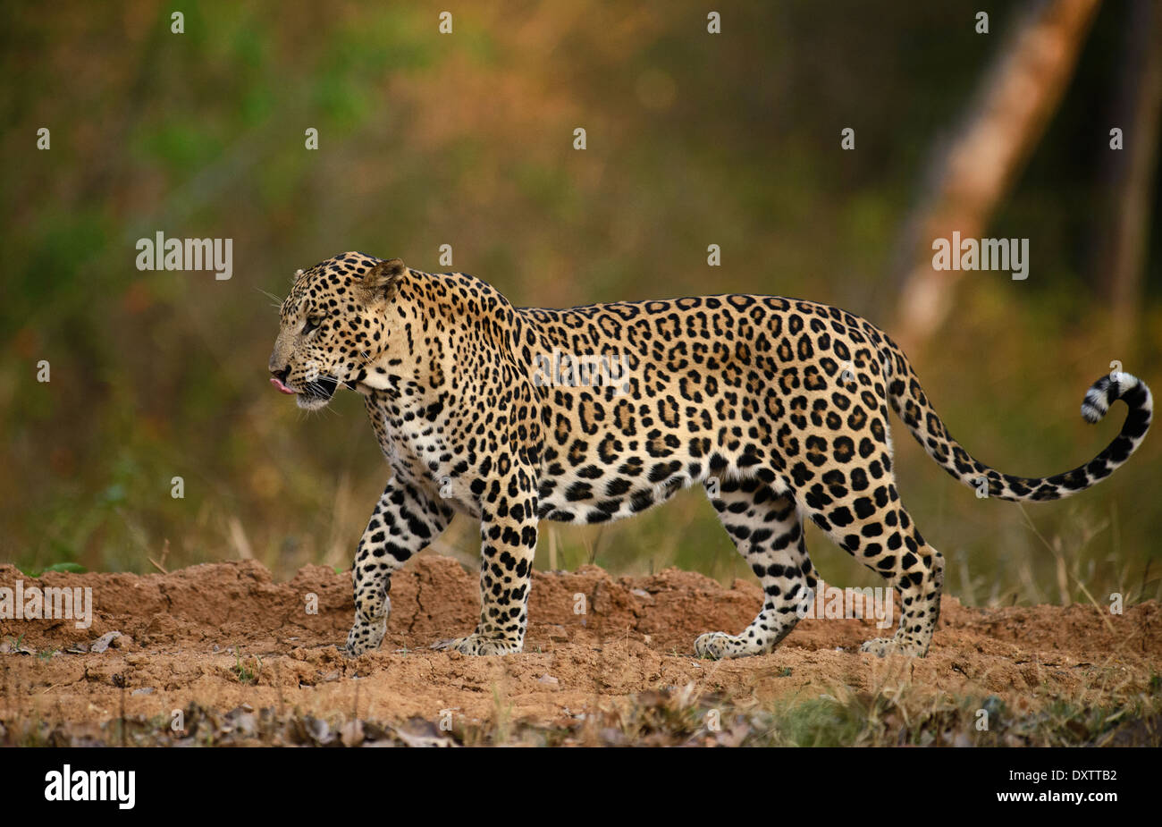 Indiano maschio leopard camminando su un veicolo via in Nagarahole Parco Nazionale, India Foto Stock