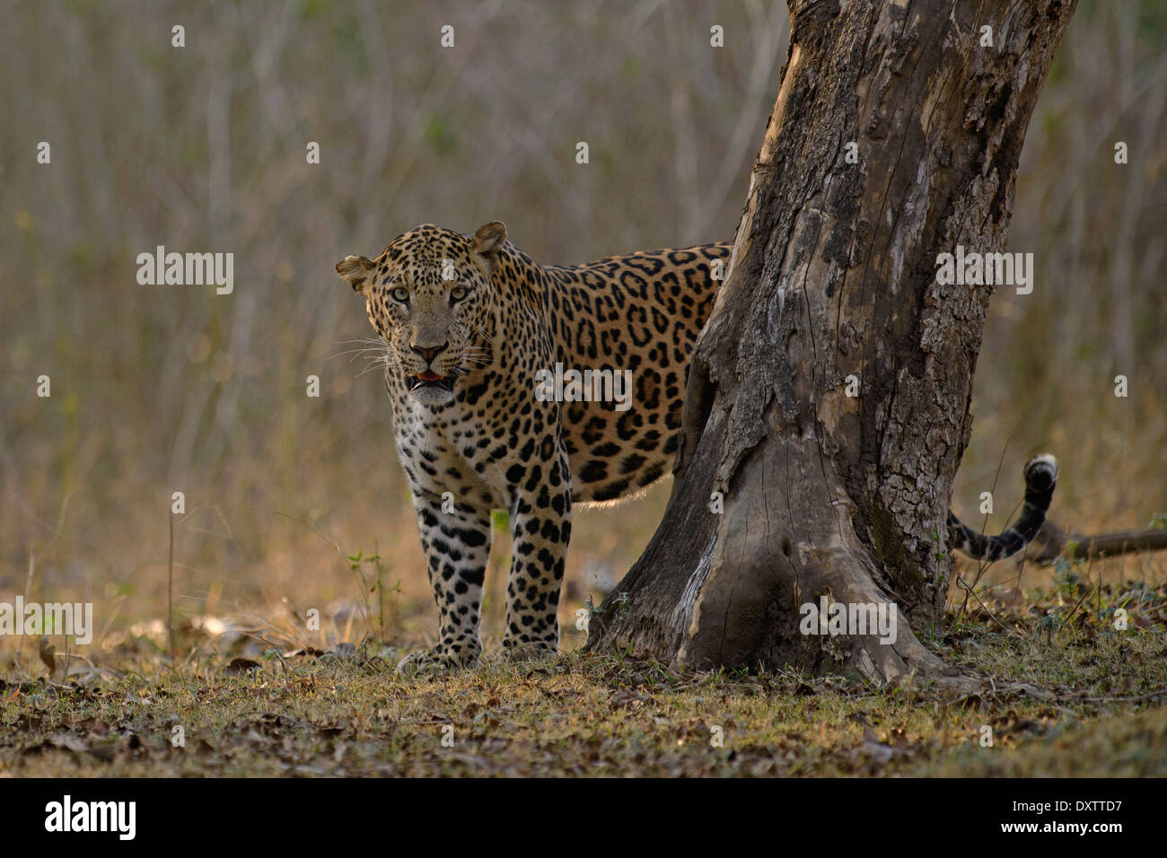 Indiano maschio leopard nelle foreste di Nagarahole Parco Nazionale, India Foto Stock