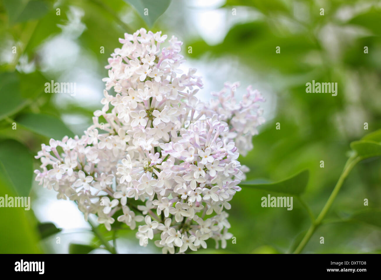 Lilac fioriture dei fiori bouquet closeup bush luce giorno 'copia dello spazio' nessuno foglie verdi giorno Foto Stock