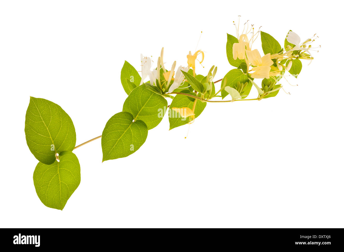 Caprifoglio rametto con fiori bianchi e foglie verdi isolati su sfondo bianco Foto Stock