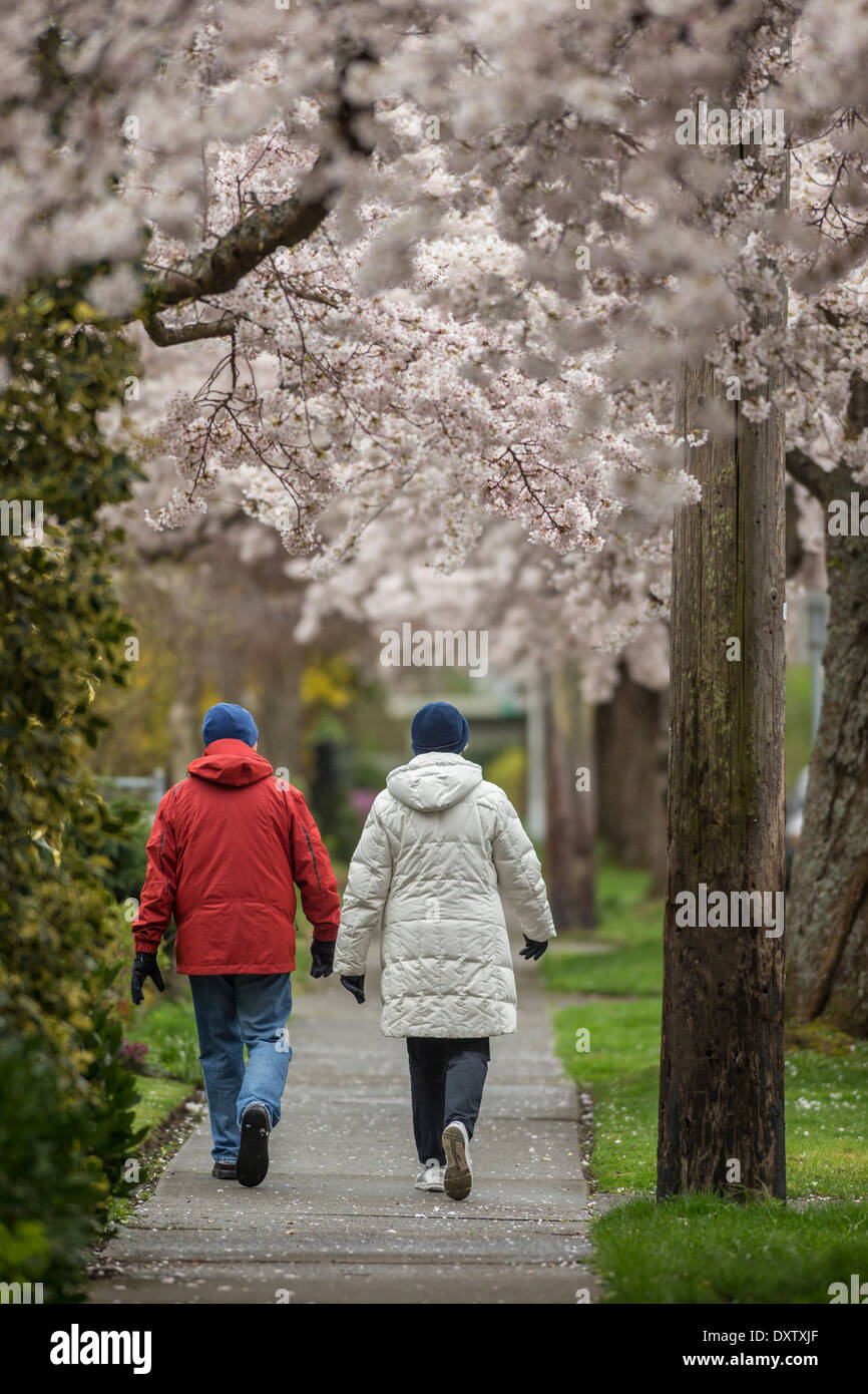 Coppia senior camminare sotto il giapponese la fioritura dei ciliegi in fiore-Victoria, British Columbia, Canada. Foto Stock