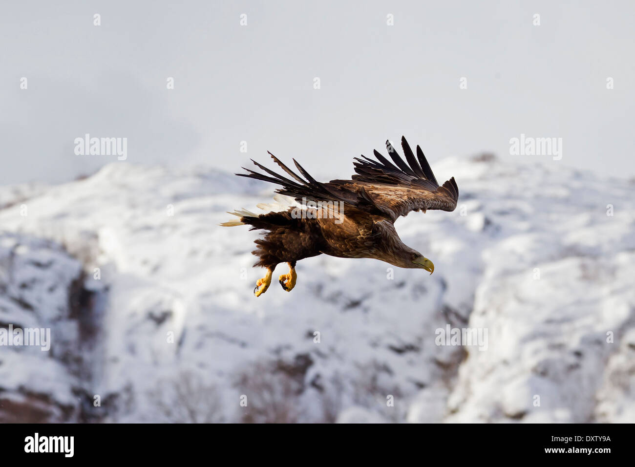 White-tailed Eagle / Sea Eagle / Erne (Haliaeetus albicilla) in volo in inverno Foto Stock