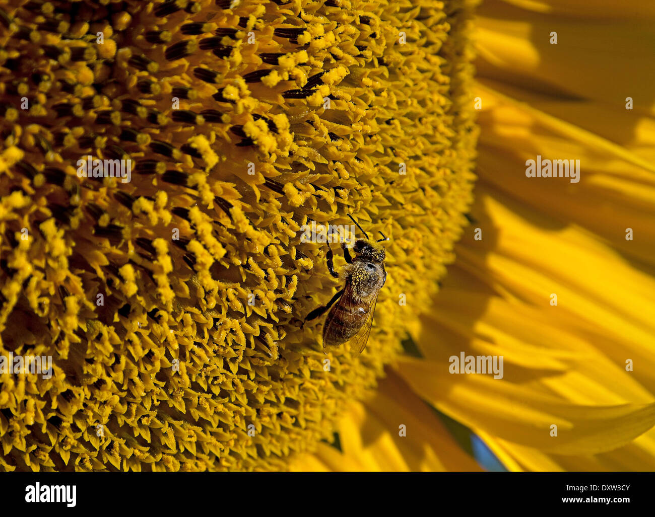 Fiore di girasole closeup con ape insetto Foto Stock