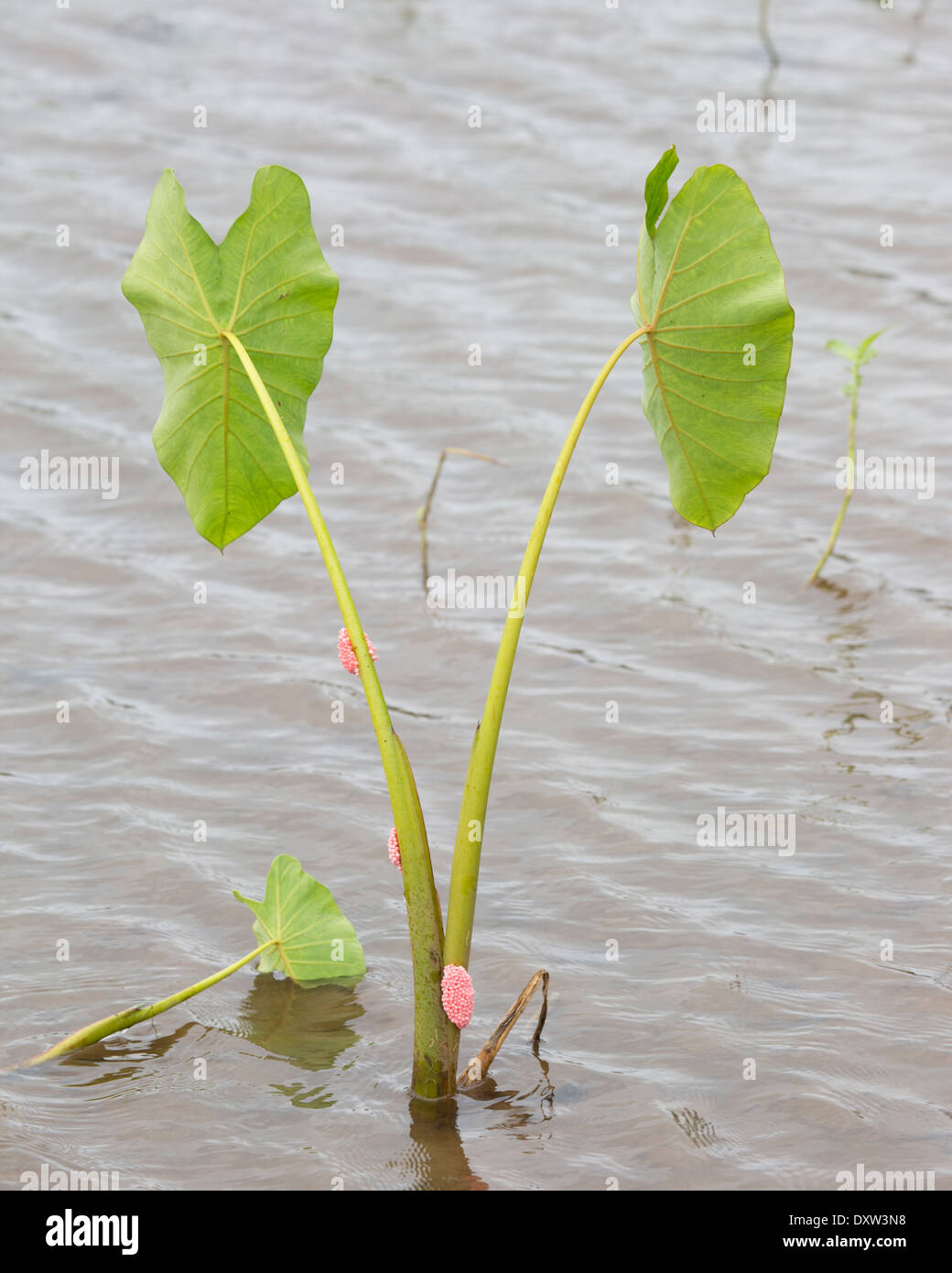 Uova di lumaca di mela dorata (Pomacea canaliculata) su pianta di taro (Colocasia esculenta) in stagno Foto Stock
