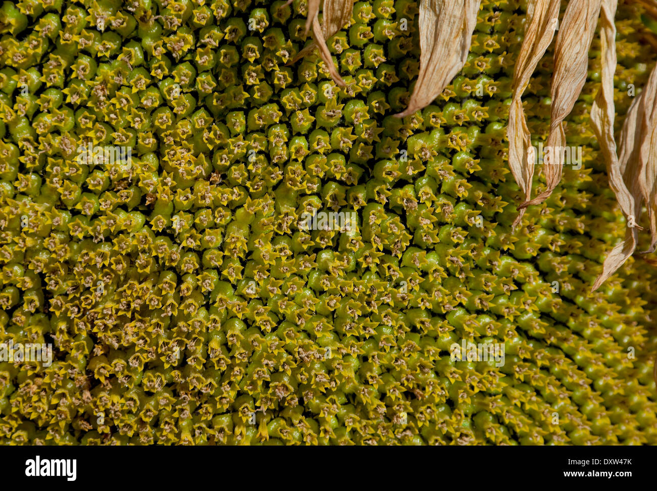 Fiore di girasole closeup con petalo Foto Stock