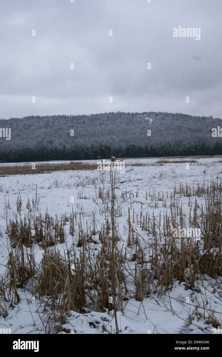 Ampia vista di una palude di acqua salata in inverno, Francoforte, Maine, Stati Uniti Foto Stock