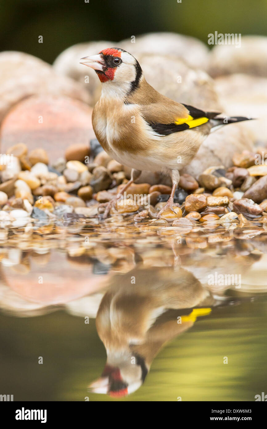 Cardellino europeo (Carduelis carduelis) permanente al bordo della piscina Foto Stock