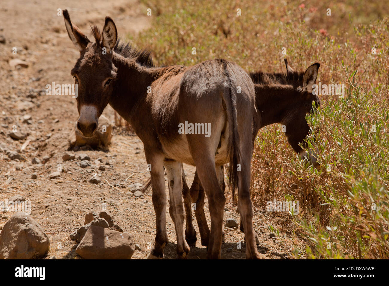 Due asini pascolano sui lato della polverosa strada etiope Foto Stock