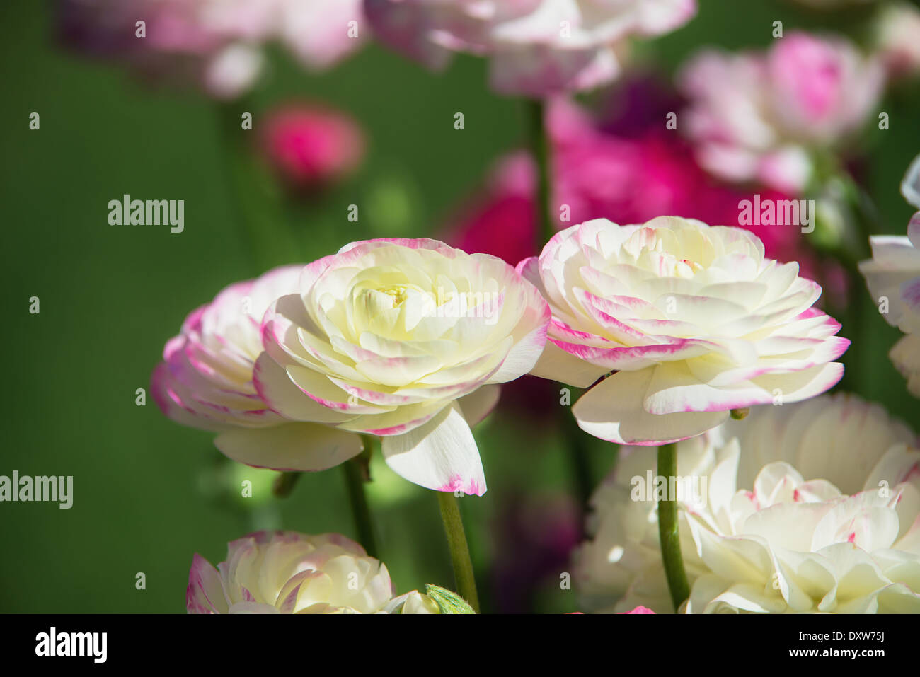 Bianco e rosa ranuncoli fiori che fioriscono in primavera, primo piano Foto Stock