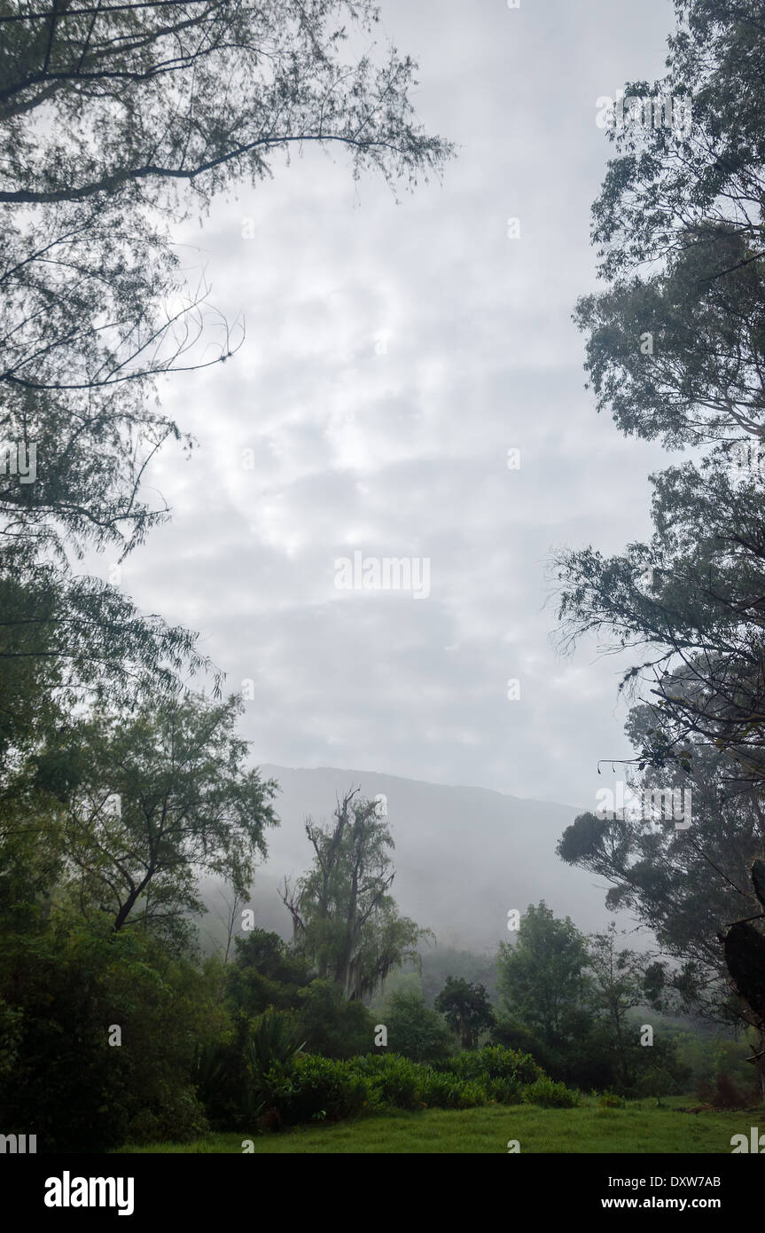 Verde e lussureggiante foresta coperta di nebbia e la nebbia Foto Stock