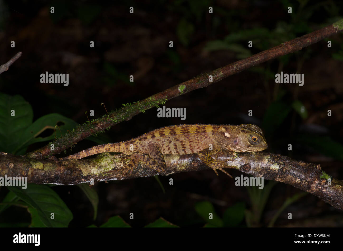 Un molto giovane foresta amazzonica Dragon (Enyalioides laticeps) dormire su un ramo sottile nel bacino amazzonico del Perù. Foto Stock