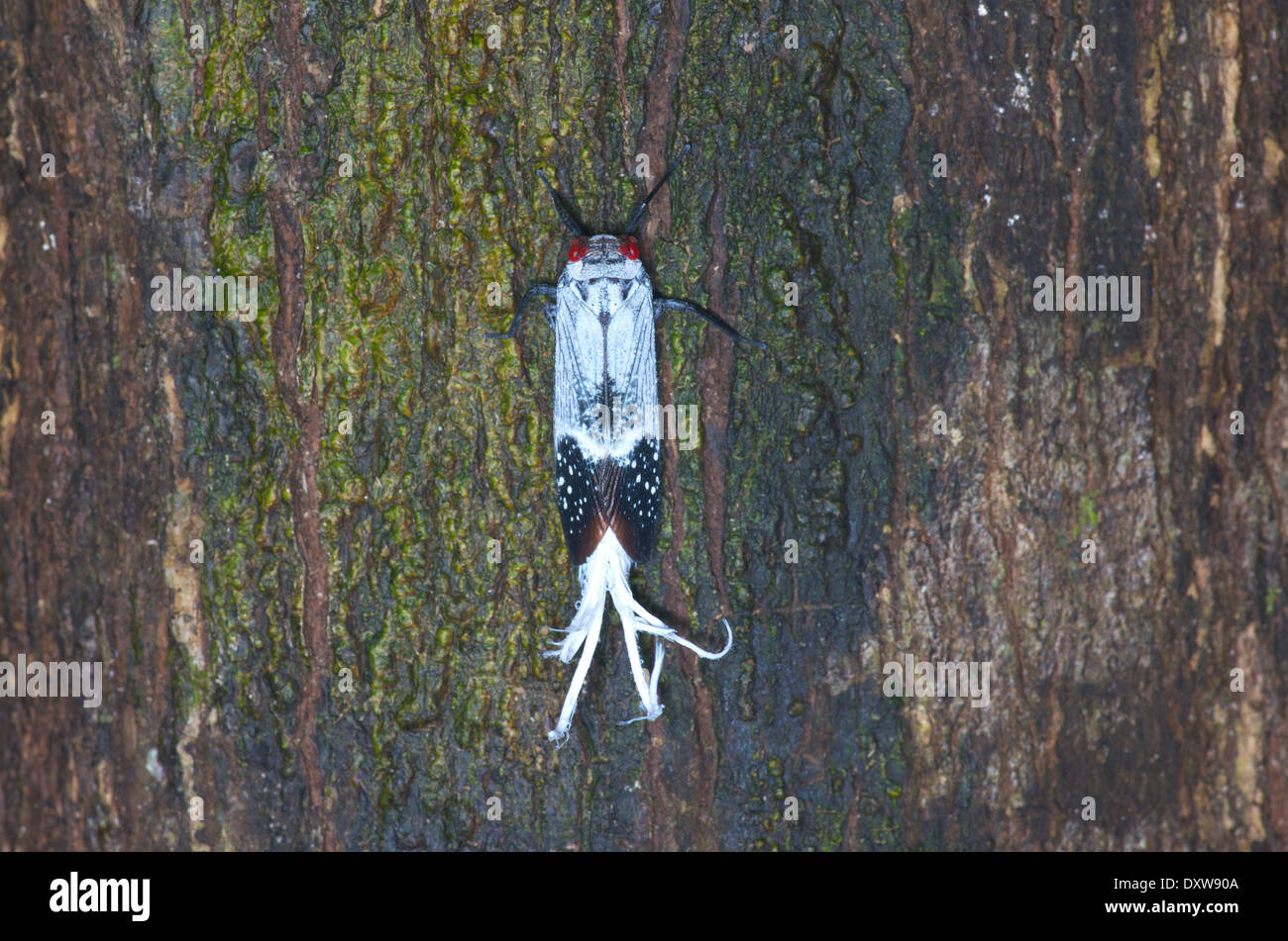 Un rosso-Planthopper punteggiata (Listra lanata) su un tronco di albero nel bacino amazzonico del Perù. Foto Stock