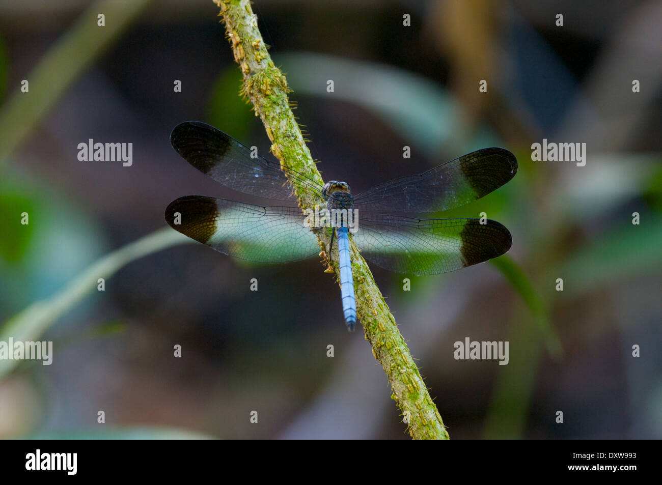 Un blu-Libellula corposo con parafango nero suggerimenti appollaiato su un ramoscello nel bacino amazzonico del Perù. Foto Stock