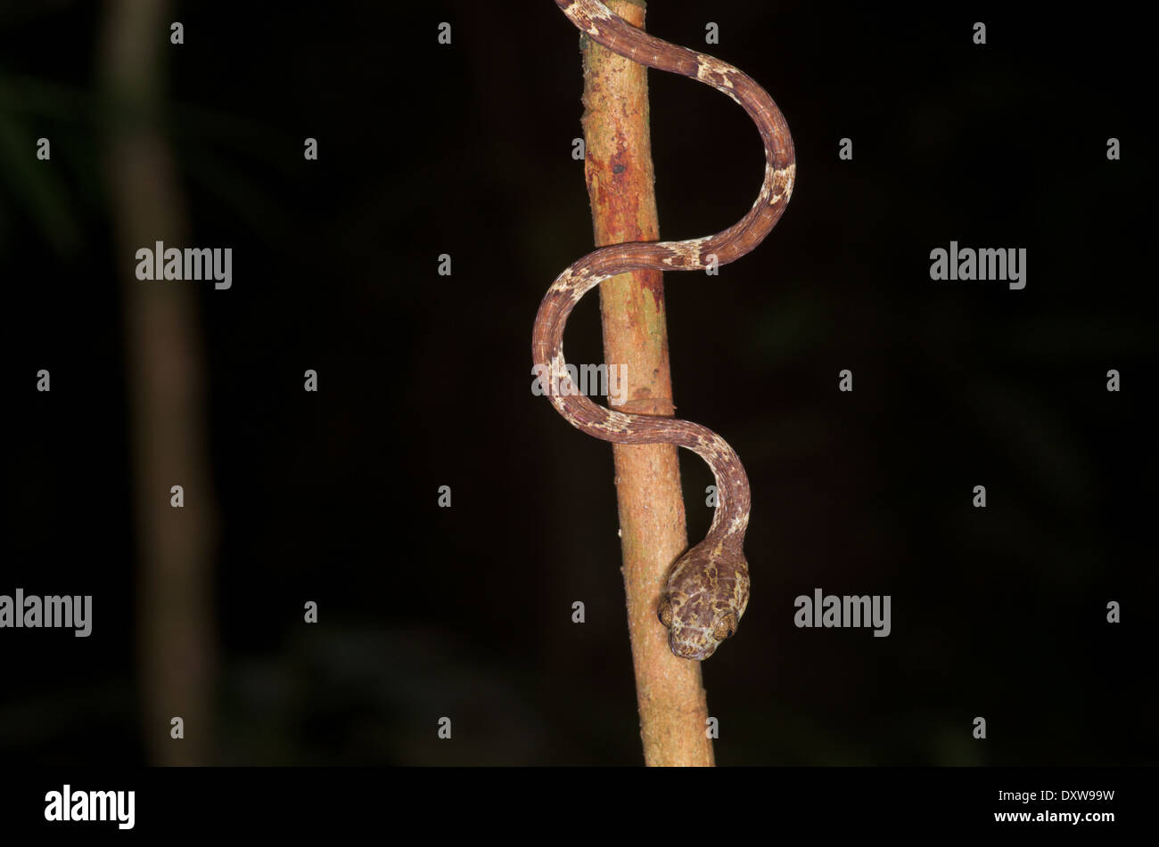 Un comune blunt-testa di serpente ad albero (Imantodes cenchoa) nel bacino amazzonico del Perù. Foto Stock