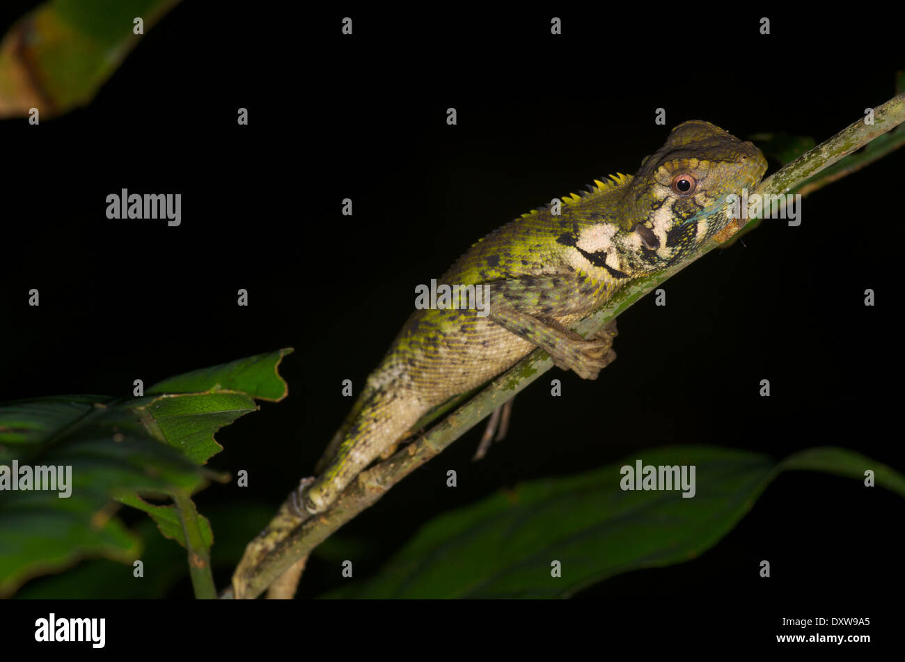 Un albero di olivo Runner lizard (Plica umbra ochrocollaris) dormire su un ramoscello di notte nel bacino amazzonico del Perù. Foto Stock