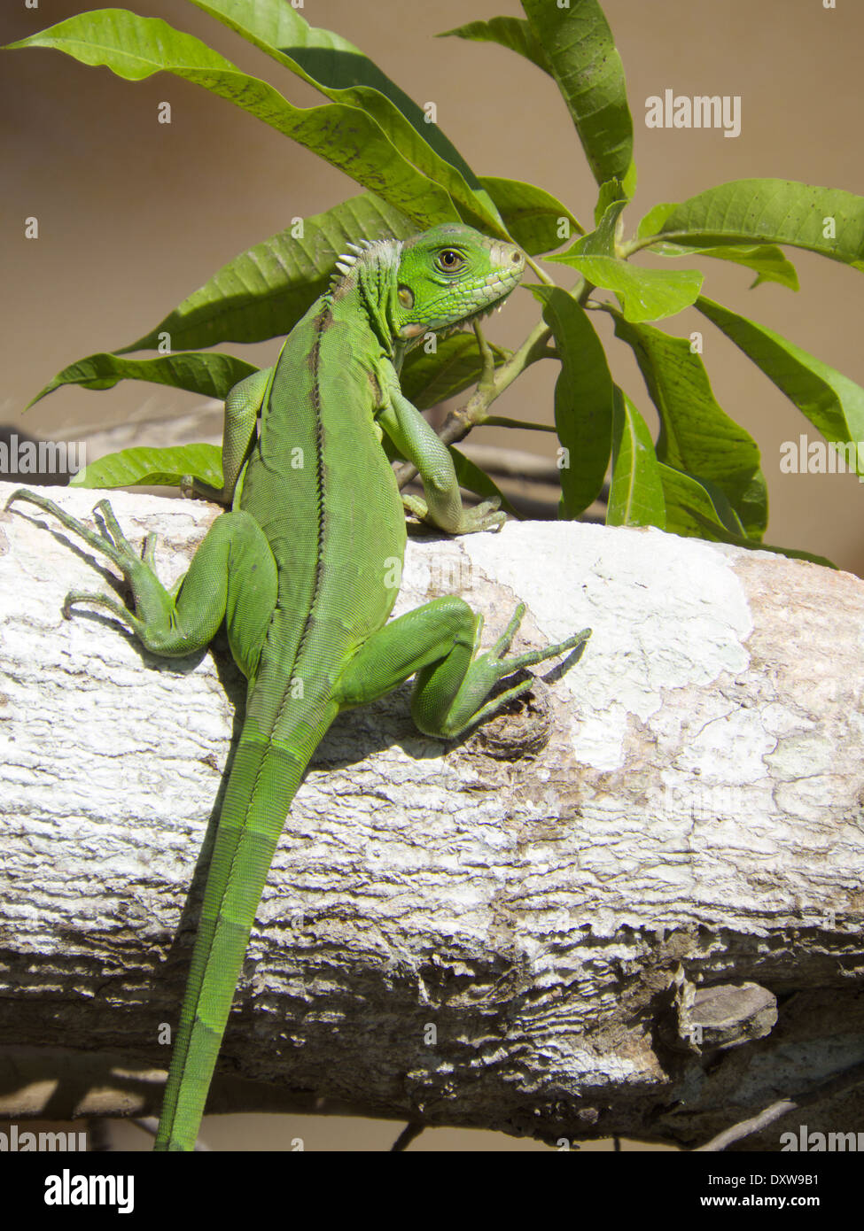 Un verde iguana warily occhiatura il fotografo sulla banca del fiume Rio delle Amazzoni in Perù. Foto Stock