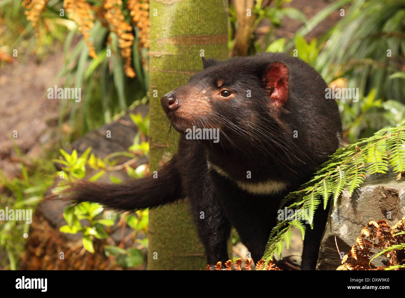 Un diavolo della Tasmania profuma l'aria. Foto Stock