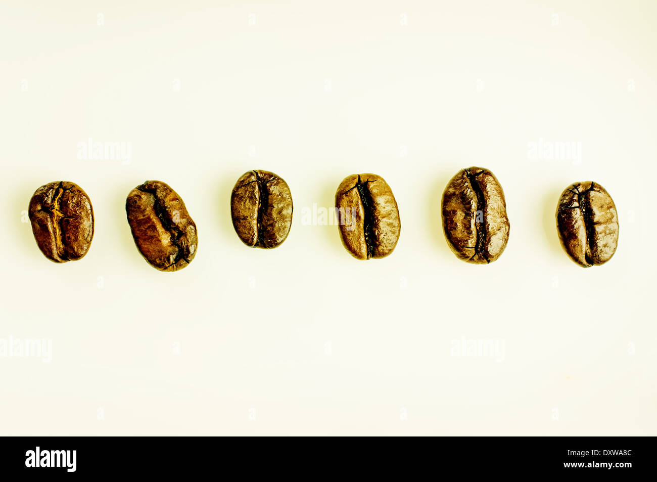 Freschi chicchi di caffè tostati close-up in linea. Sfondo bianco porcellana. Foto Stock