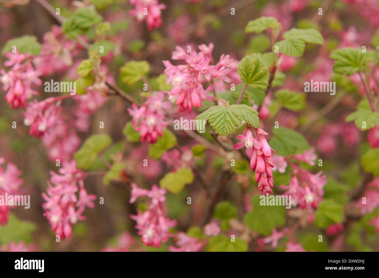 Morbida delicati fiori di colore rosso Ribes rosa ad arbusto redflower bush Foto Stock